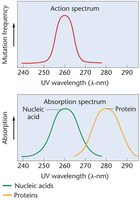 UV absorption and mutation spectrum for nucleic acids and proteins