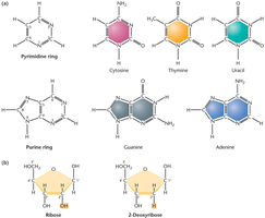 Structures of nitrogenous bases and sugars