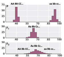 Bar graphs comparing the distribution of a quantitative trait across P, F1, and F2 generations.
