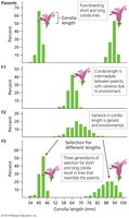 Bar graphs illustrating Edward East’s experiment on corolla length in tobacco plants across generations.