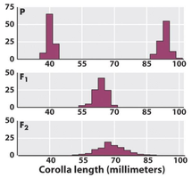 Bar graphs showing corolla length distributions in P, F1, and F2 generations.