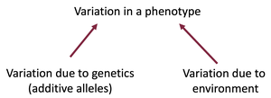 Diagram showing phenotypic variation divided into genetic and environmental components.