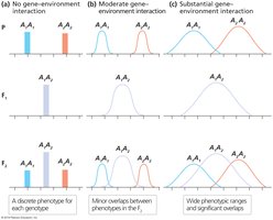 Figure illustrating gene–environment interactions with varying levels of overlap among genotypes.