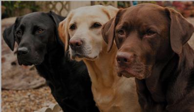Labrador retriever coat color
