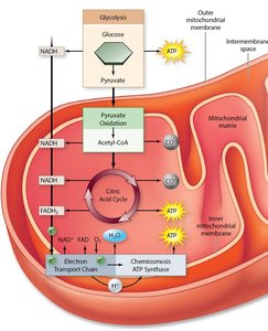 S'mores analogy for pathways