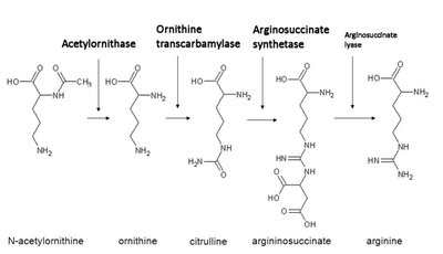 Growth phenotypes with pathway intermediates
