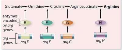 PKU pathway and associated diseases