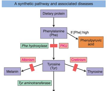 Epistasis and gene interaction