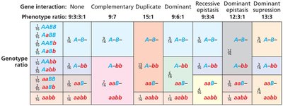 Epistatic ratios table