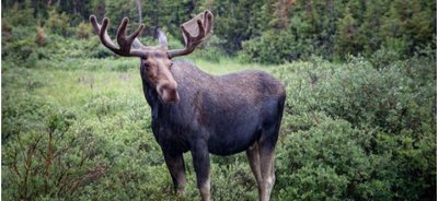 Moose with horns