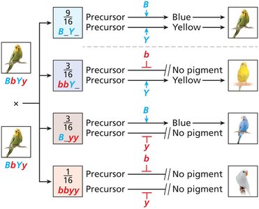 Budgerigar feather color ratios