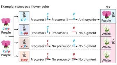 Complementary gene interaction in sweet peas