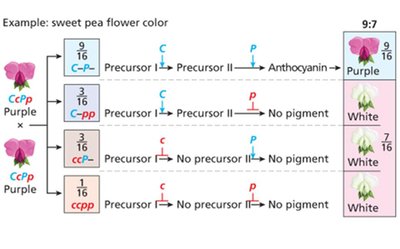 Duplicate gene action in bean flower color