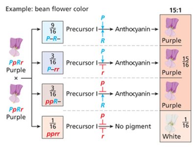 Duplicate gene action in bean flower color