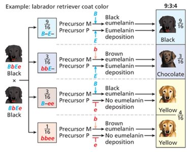 Dominant gene interaction in squash