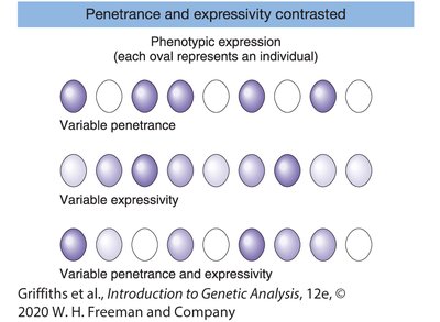 Penetrance and expressivity contrasted