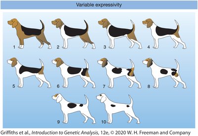 Variable expressivity in dog coat patterns