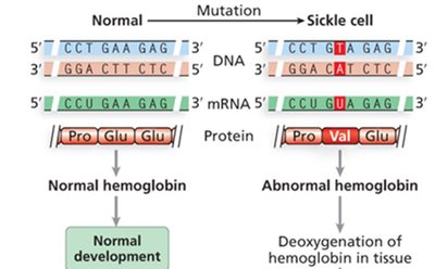 Sickle cell mutation at DNA, mRNA, and protein level