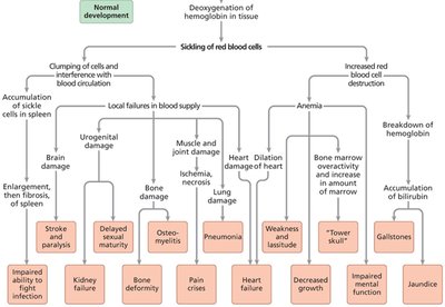 Pleiotropic effects of sickle cell disease