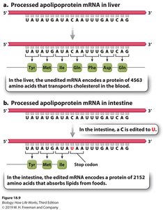 Example of tissue-specific RNA editing in apolipoprotein mRNA
