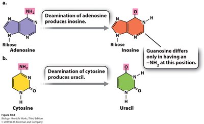 Chemical basis of RNA editing: deamination of adenosine and cytosine