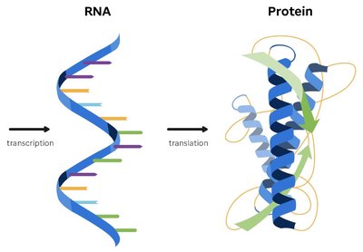 Diagram showing transcription (DNA to RNA) and translation (RNA to protein)