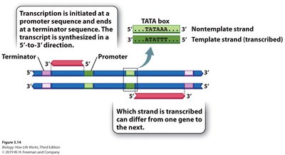 Diagram showing promoter, terminator, and TATA box in transcription