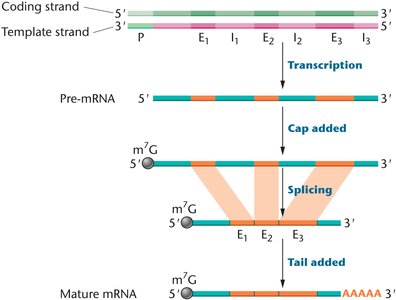Diagram of mRNA processing: capping, splicing, and polyA tail addition