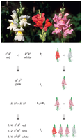Incomplete dominance in snapdragons: red, white, and pink flowers with Punnett squares