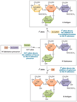 Biochemical pathway for ABO blood group antigens and H substance