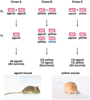 Inheritance of agouti and yellow alleles in mice, showing lethal genotype