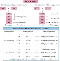 Punnett square showing combined inheritance of pigmentation and blood type