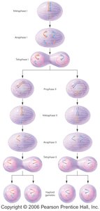 Diagram of meiosis II stages