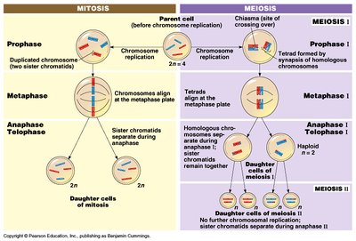 Table comparing mitosis and meiosis