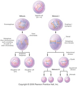 Diagram comparing mitosis and meiosis stages