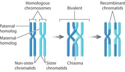 Diagram of homologous chromosomes, bivalent, and recombinant chromatids