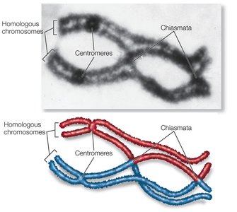 Microscopic and schematic view of chiasmata
