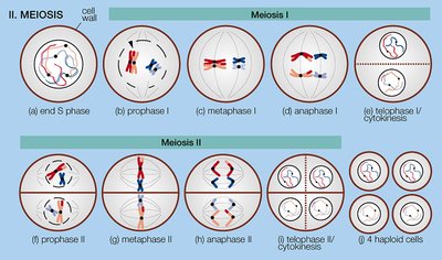 Diagram of meiosis stages