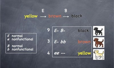 Dog coat color pathway and epistasis (alternative)