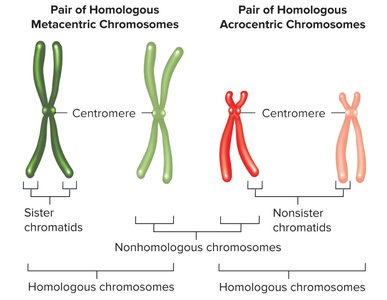 Homologous vs. nonhomologous chromosomes