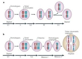 Mitosis vs. meiosis chromosome behavior
