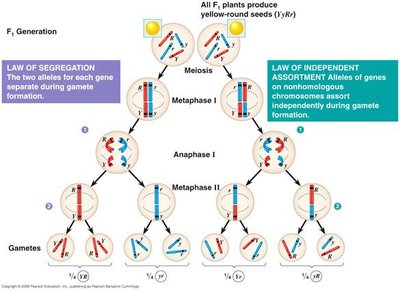 Chromosome behavior during meiosis and Mendel's laws