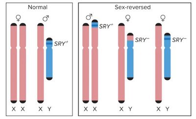Normal and sex-reversed chromosome complements