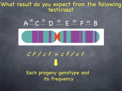 Testcross for gene mapping