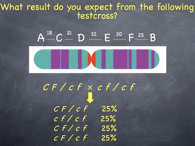 Testcross with equal frequencies (unlinked genes)