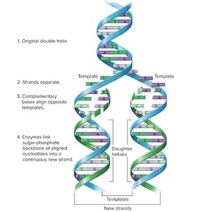 DNA replication steps