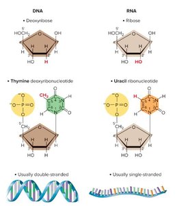 DNA vs. RNA structure