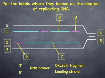 Diagram of replicating DNA with labels