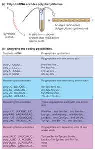 Deciphering the genetic code with synthetic mRNAs