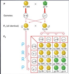 Dihybrid cross Punnett square
